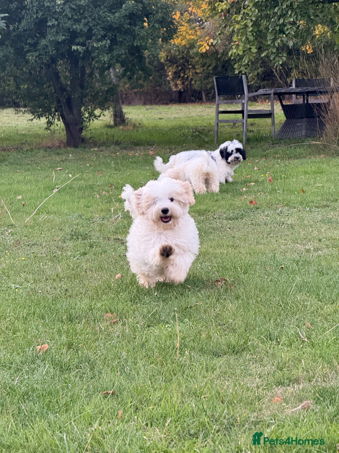 Maltipoo dogs for sale: 🌟LAST 2🌟 Black+White Boy 🐼 Biscuit+White Girl🍪 - Image 8