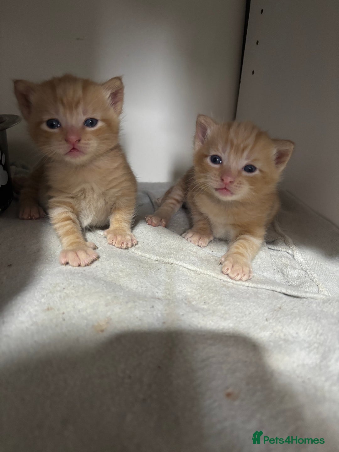 Mixed Breed cats for sale: Ginger males - Image 2
