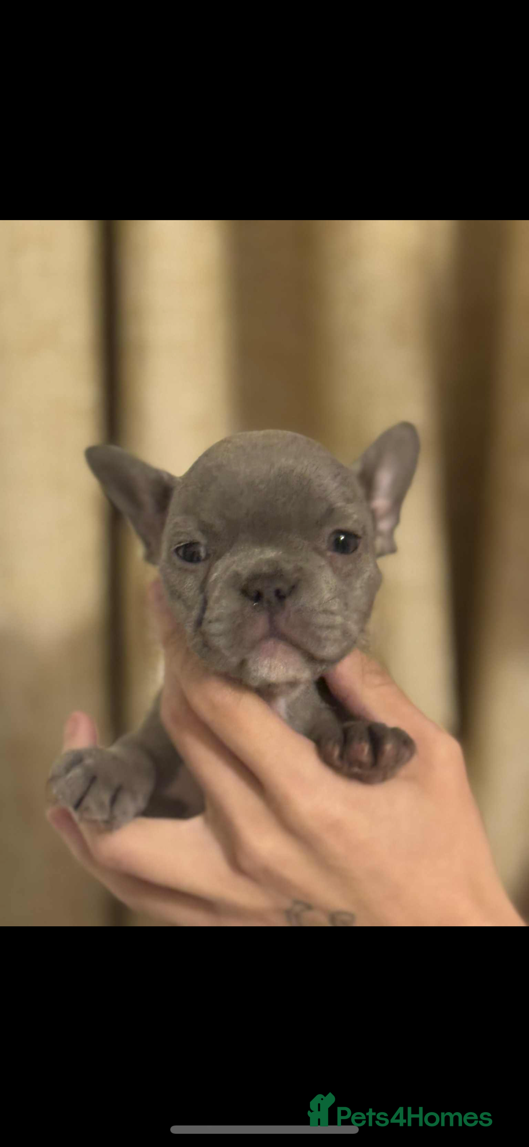 French Bulldog dogs for sale: French bulldog pups Ready & Reduced‼️ - Advert 25