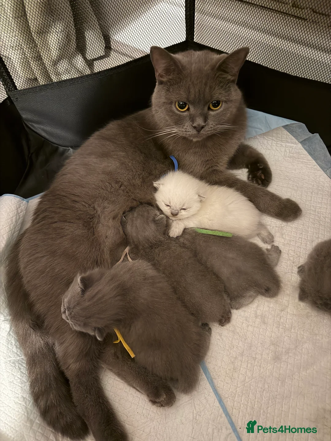 British Shorthair cats for sale: Stunning litter of British shorthair kittens!!! in Bridgend - Advert 2