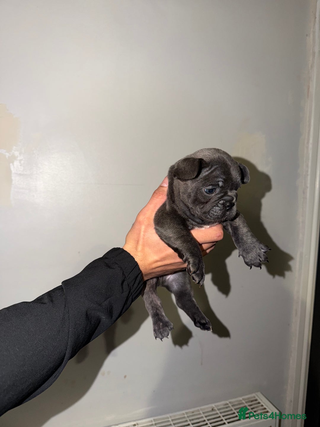 French Bulldog dogs for sale: Gorgeous Lilac, Pink Isabella, & Blue Frenchies - Advert 33
