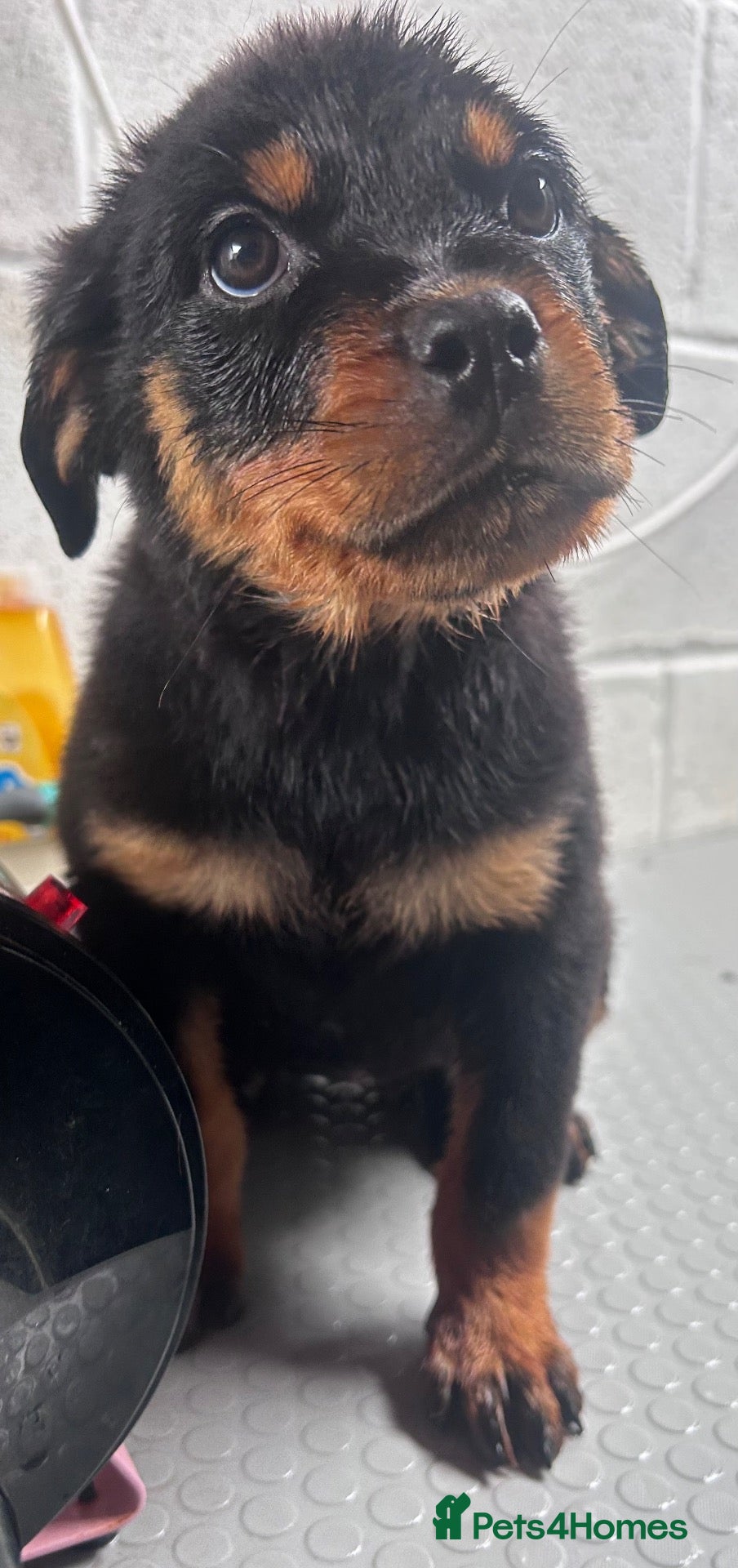 Rottweiler dogs Stunning Rottweiler Puppies Available  - Advert 15