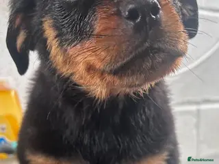 Rottweiler dogs Stunning Rottweiler Puppies Available - Advert 15
