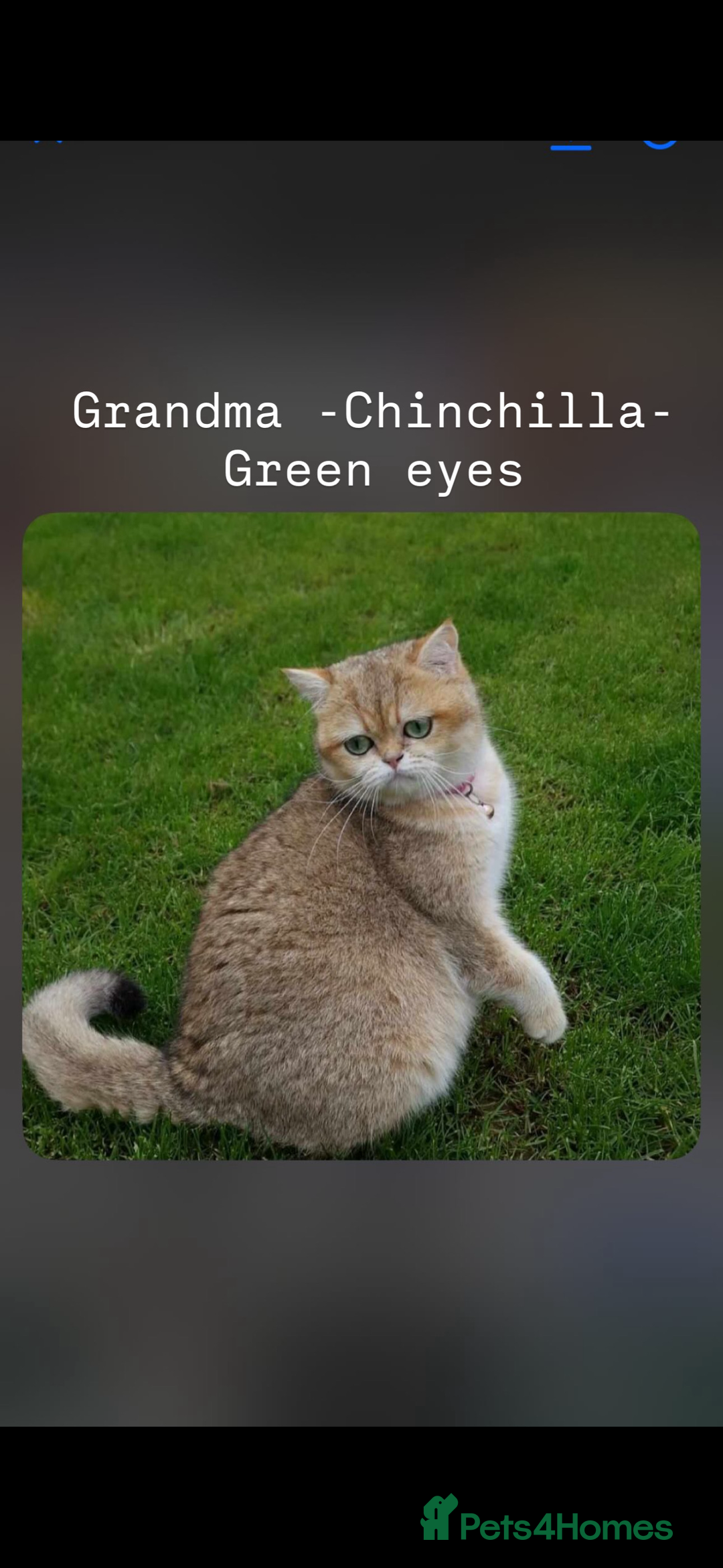 Scottish Fold cats for sale: Scottish fold / Chichilla kittens - Image 22