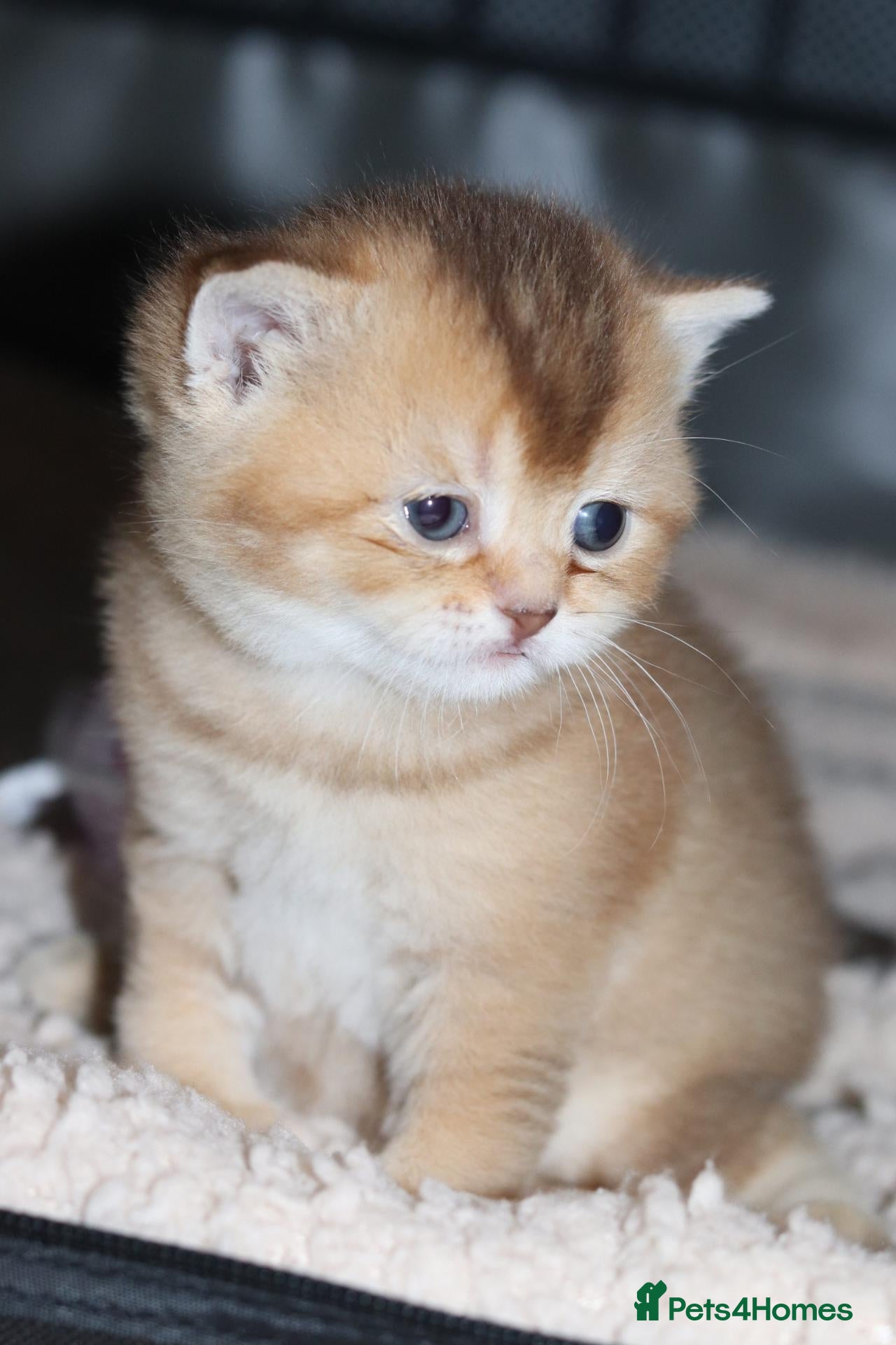 British Shorthair cats Beautiful TICA Kittens -Exceptional Pedigree Lines - Advert 1