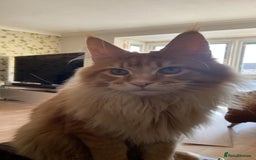 Maine Coon cats for sale: GCCF Registered Maine Coons Ready 16th August  in Banbury - Image 8