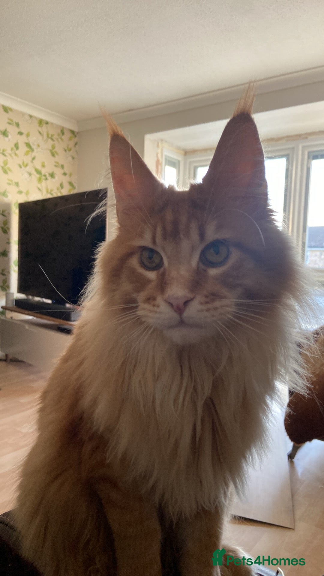 Maine Coon cats for sale: GCCF Registered Maine Coons Ready 16th August  in Banbury - Image 8