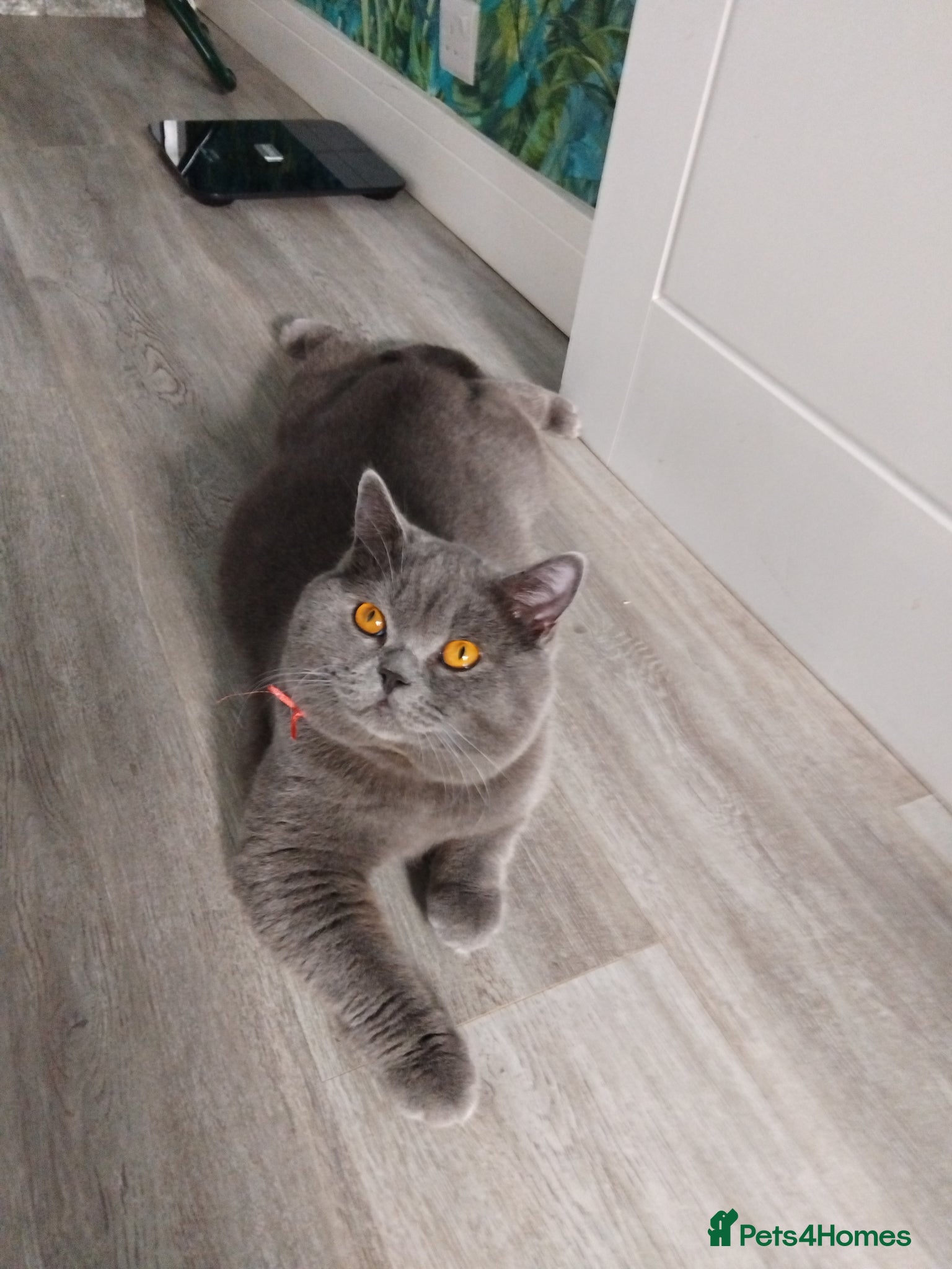 British Shorthair cats British Shorthair Stud  - Advert 19