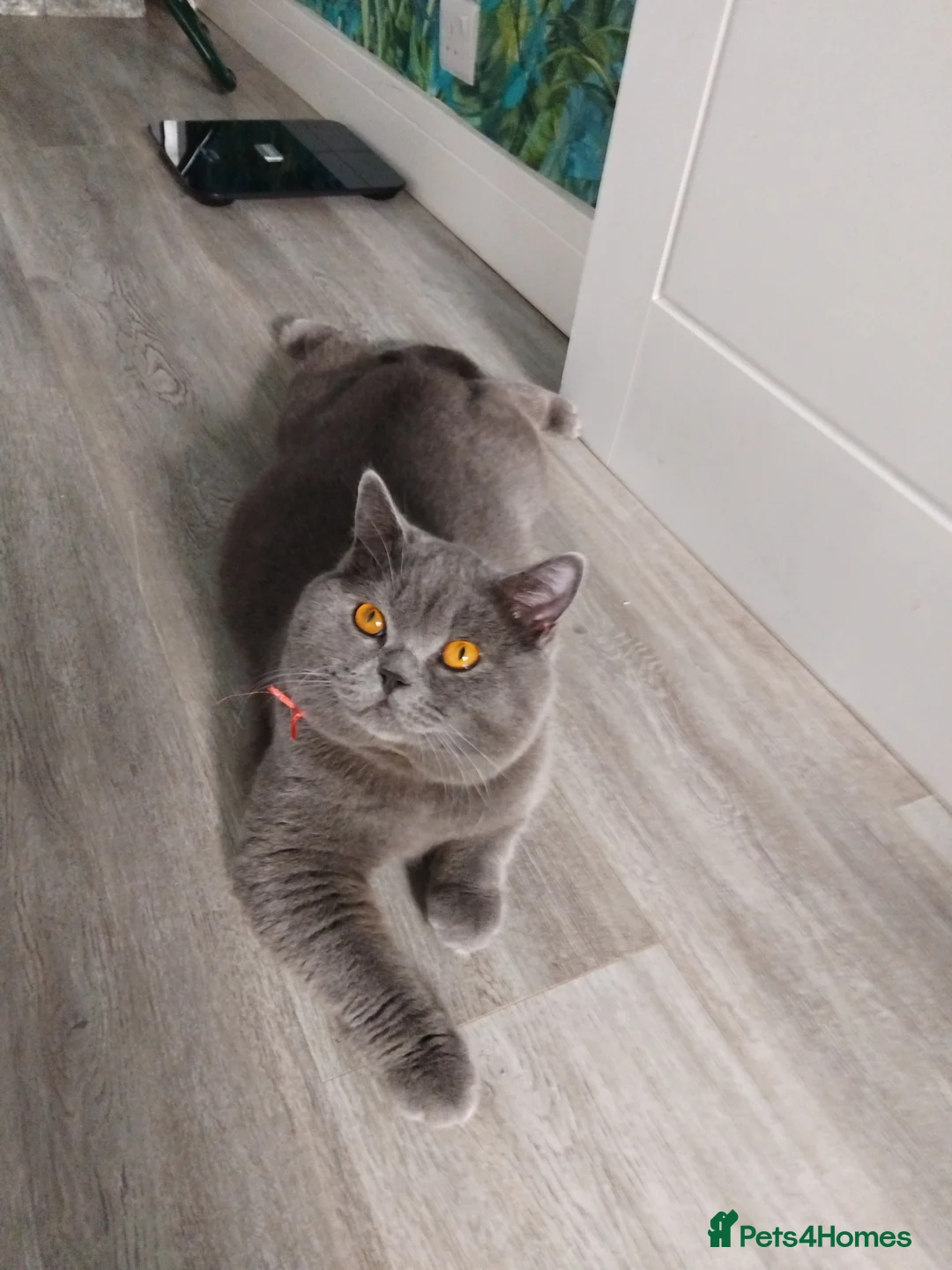 British Shorthair cats for stud: British Shorthair Stud  - Advert 1