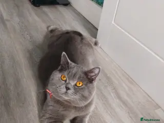 British Shorthair cats British Shorthair Stud - Advert 19