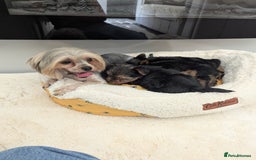 Yorkshire Terrier dogs for sale: Wonderful Yorkshire terrier puppies  - Image 30