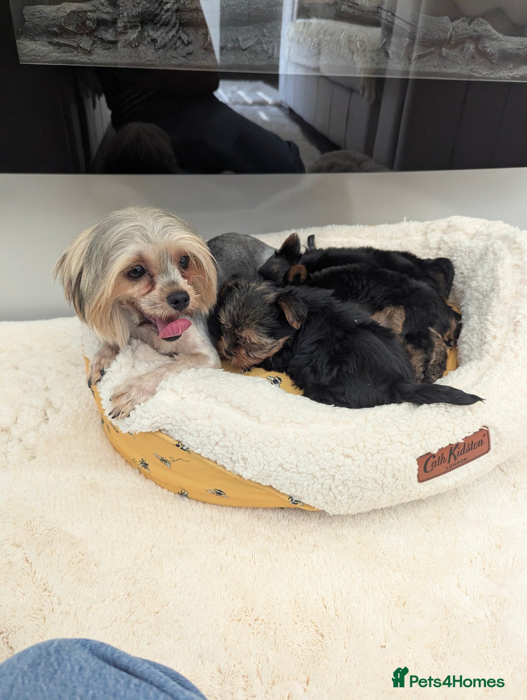 Yorkshire Terrier dogs for sale: Wonderful Yorkshire terrier puppies  - Image 30