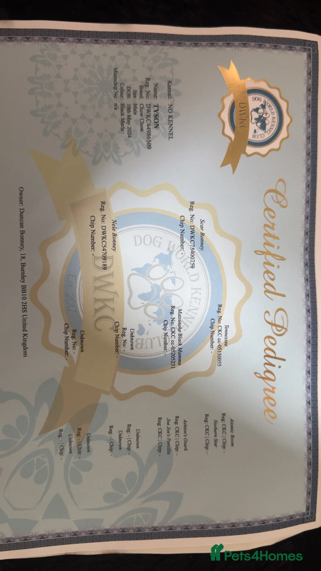 Chow Chow dogs for sale: Male chow chow  - Advert 8