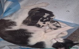 Mixed Breed cats for sale: Kittens needing their forever home - Image 5
