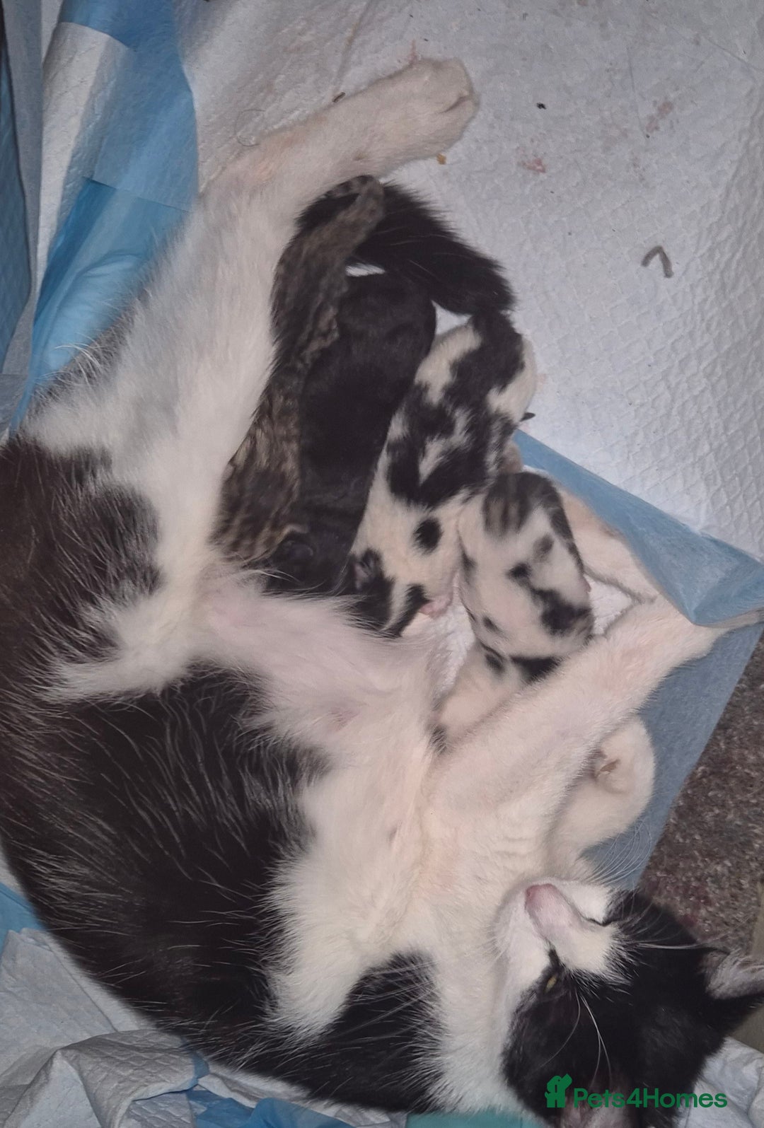 Mixed Breed cats for sale: Kittens needing their forever home - Image 5
