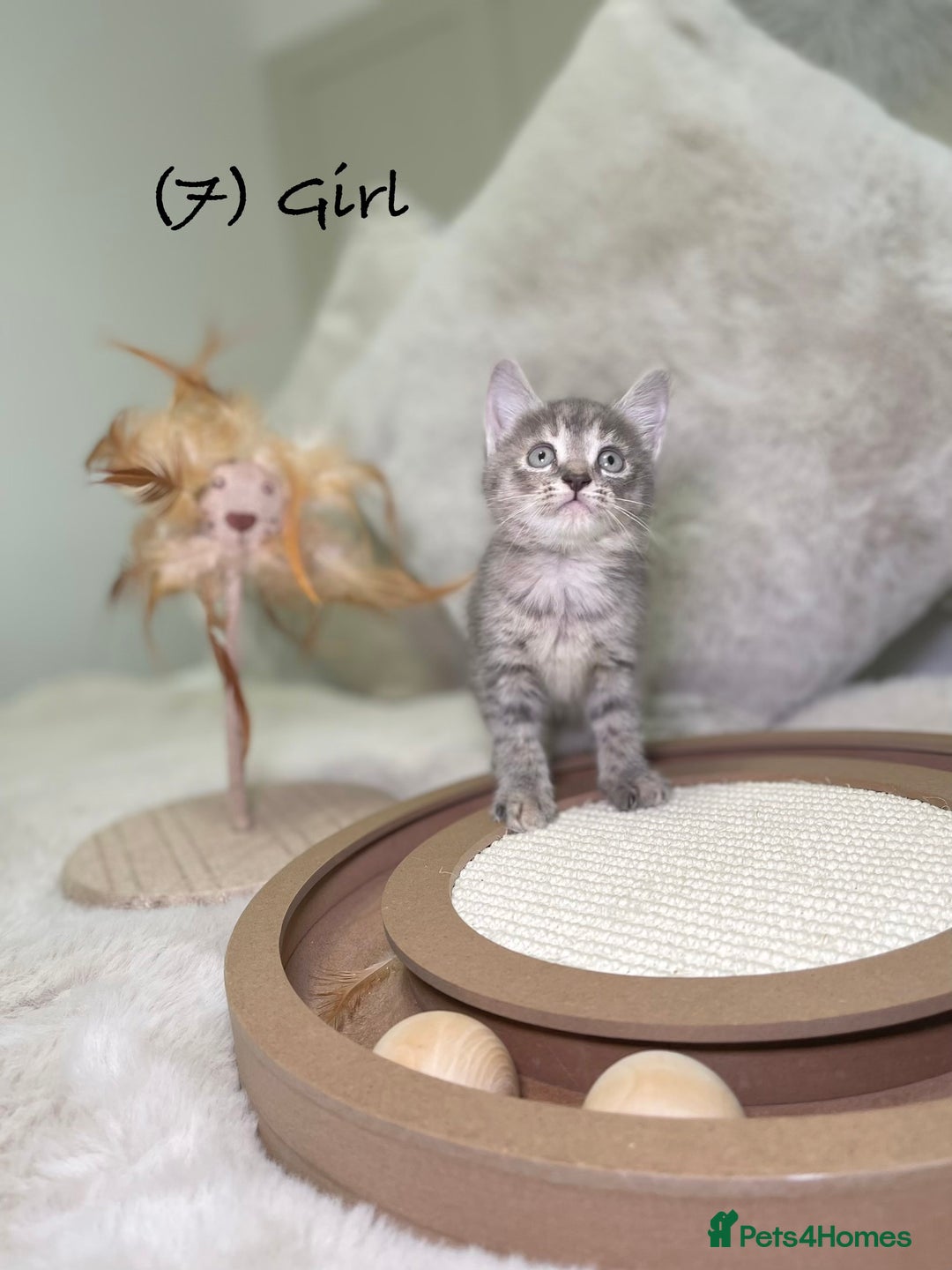 Mixed Breed cats for sale: Stunning kittens 8 weeks old ready now  - Advert 26