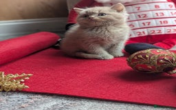 British Shorthair cats for sale: British shorthair  - Advert 8