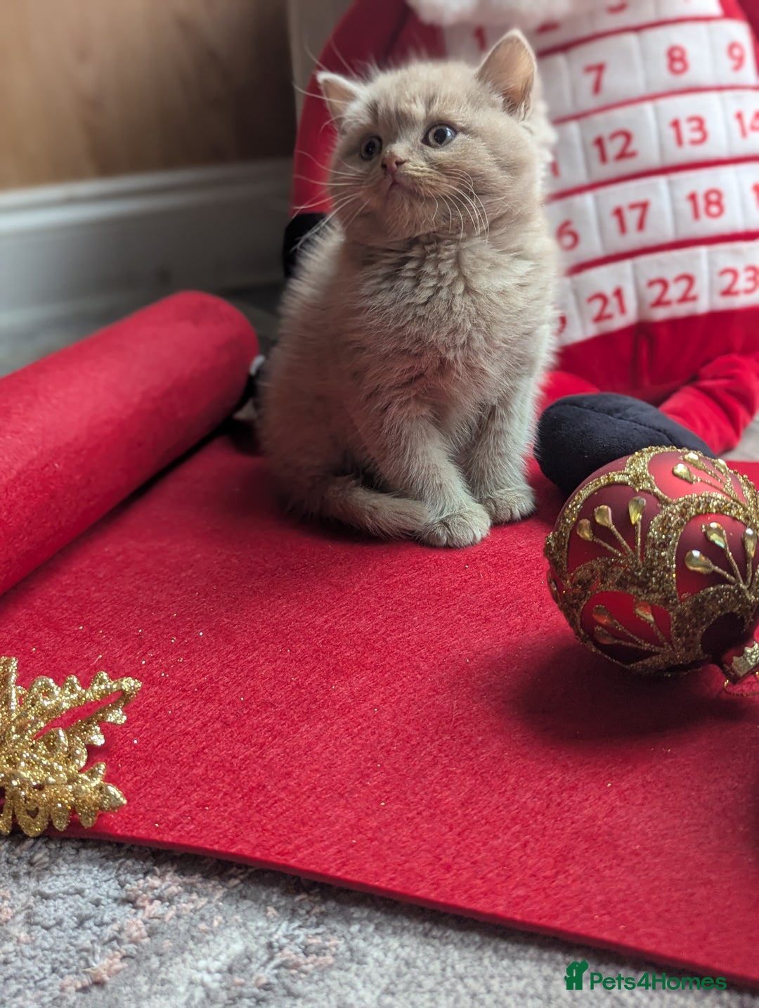 British Shorthair cats for sale: British shorthair  - Advert 8