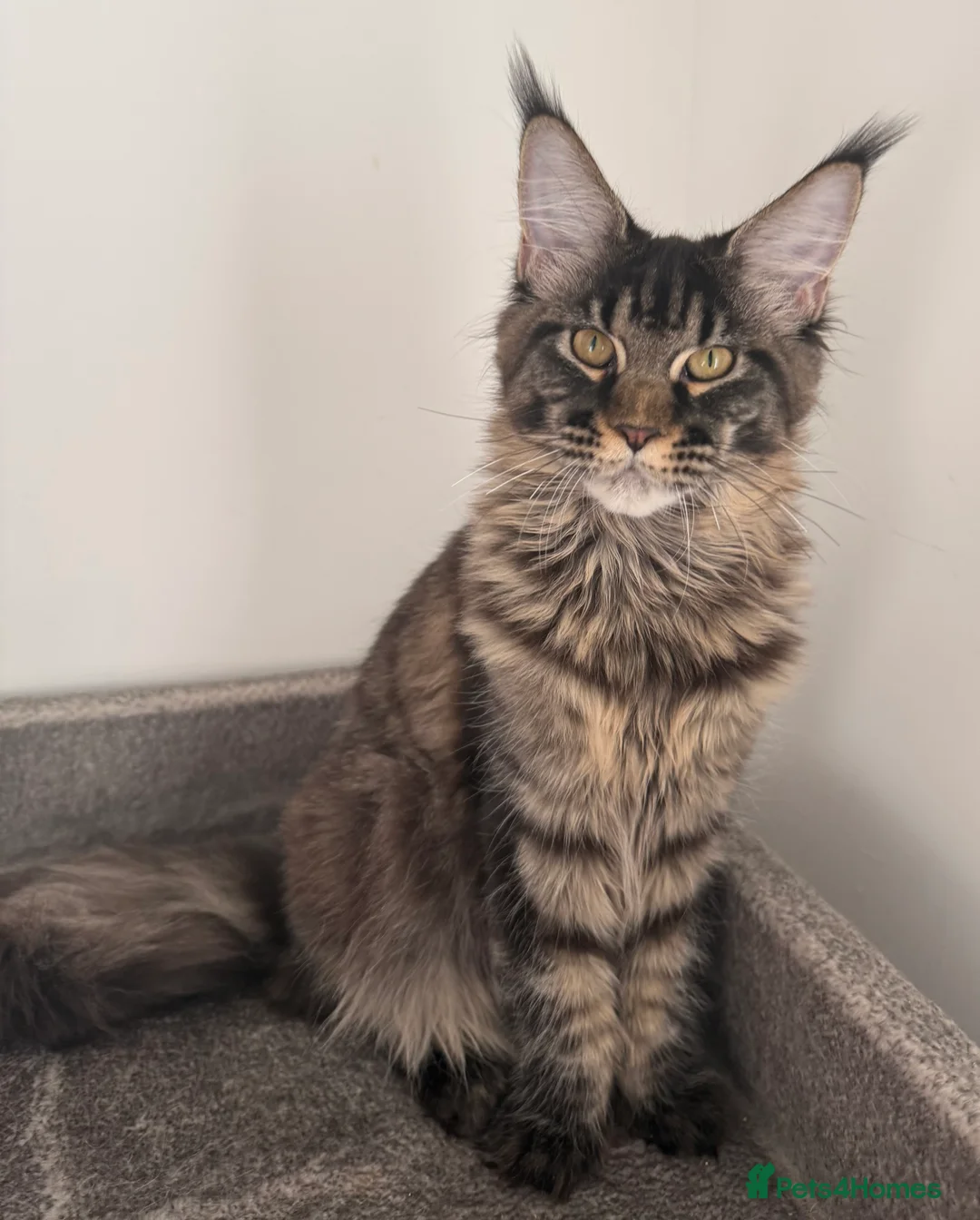 Maine Coon cats for sale: Champion line kittens , 2 girls left☺️ - Advert 2