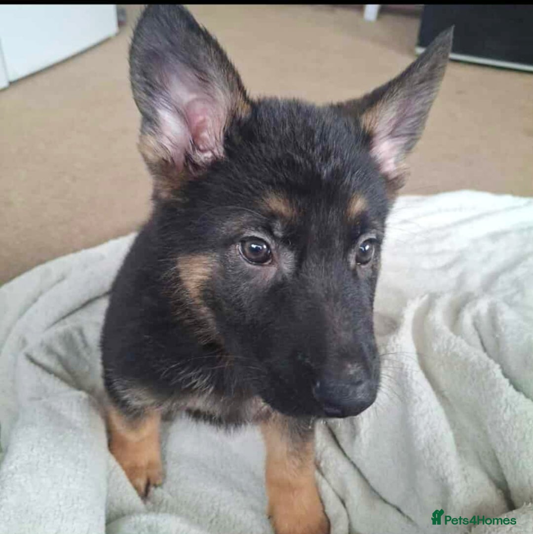German Shepherd dogs for sale: BEAUTIFUL GERMAN SHEPHERD PUPS READY NOW - Image 30