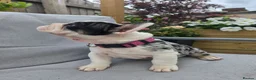 French Bulldog dogs for sale: Last girl ! French Bulldog  - Advert 9