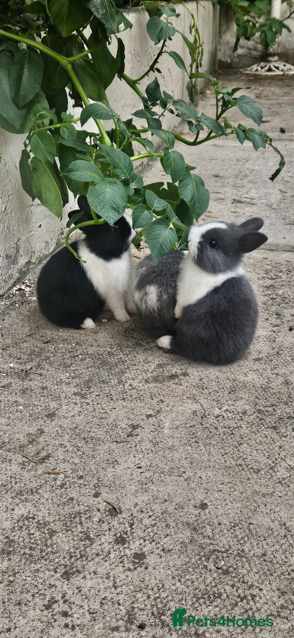 Mixed Breed rabbits They are so cute babys 🥰 - Advert 1