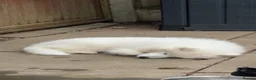 Samoyed dogs for sale: Tofu-Rose - Advert 2
