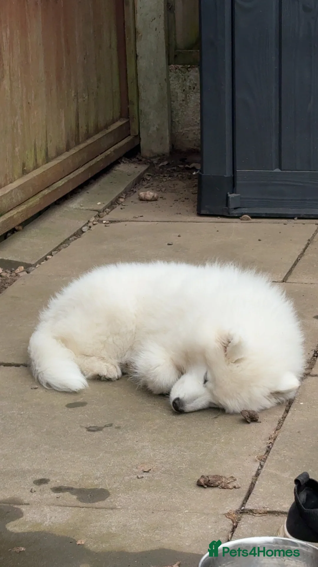 Samoyed dogs for sale: Tofu-Rose - Advert 2