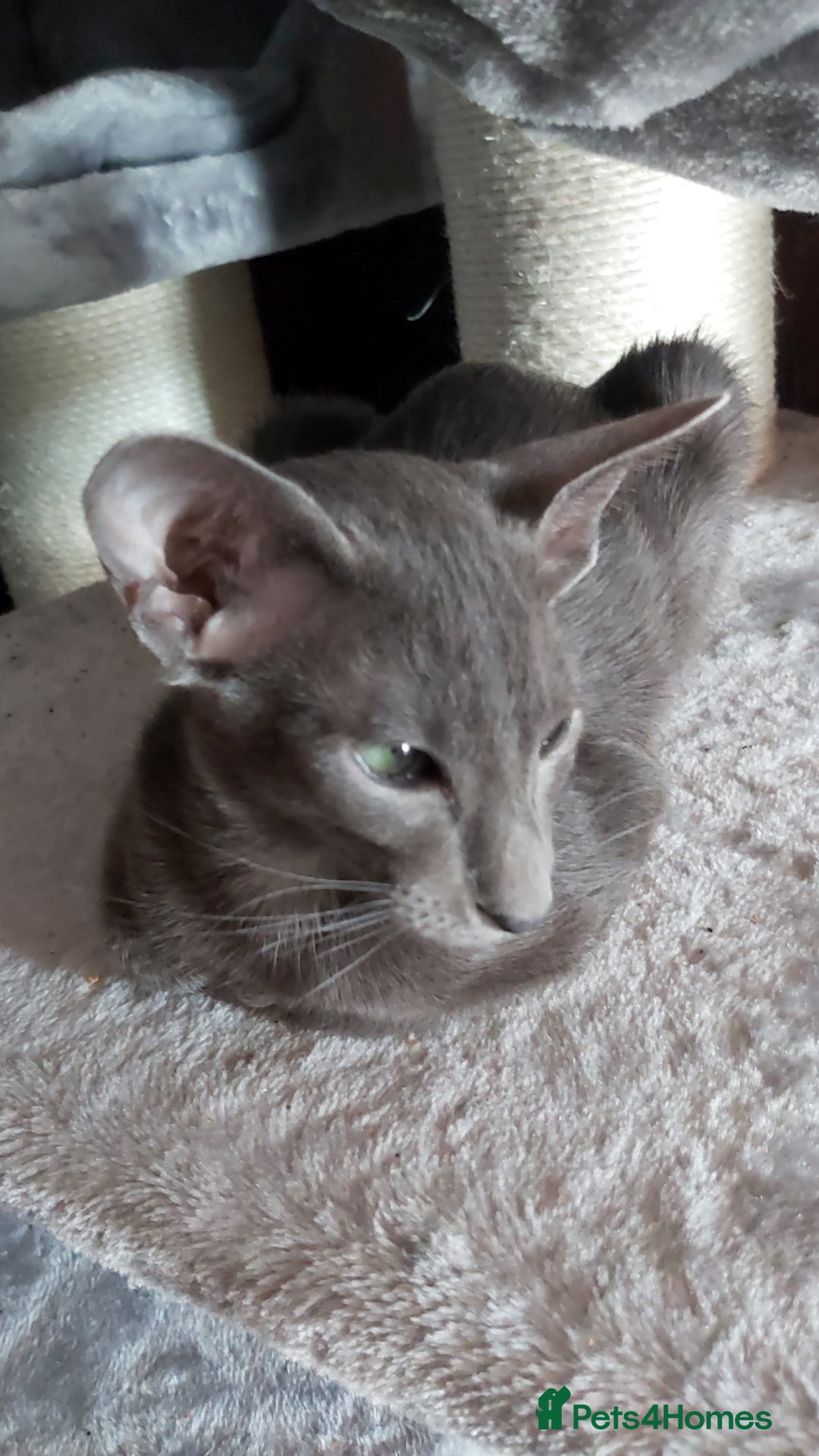 Oriental cats for sale: Full Pedigree Oriental 1 Kitten XL size ears GCCF in Biggleswade - Image 14