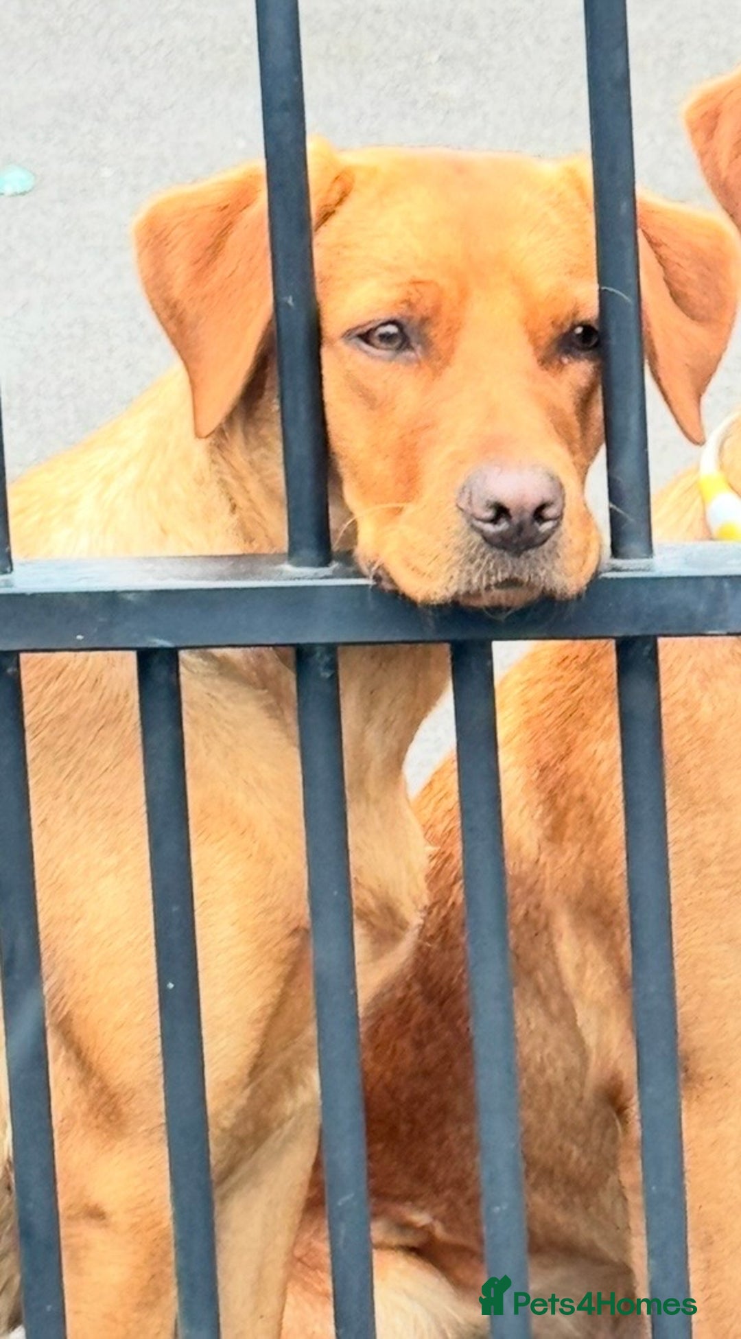Labrador Retriever dogs for sale: Beautiful fox red lab 18 months old - Advert 7