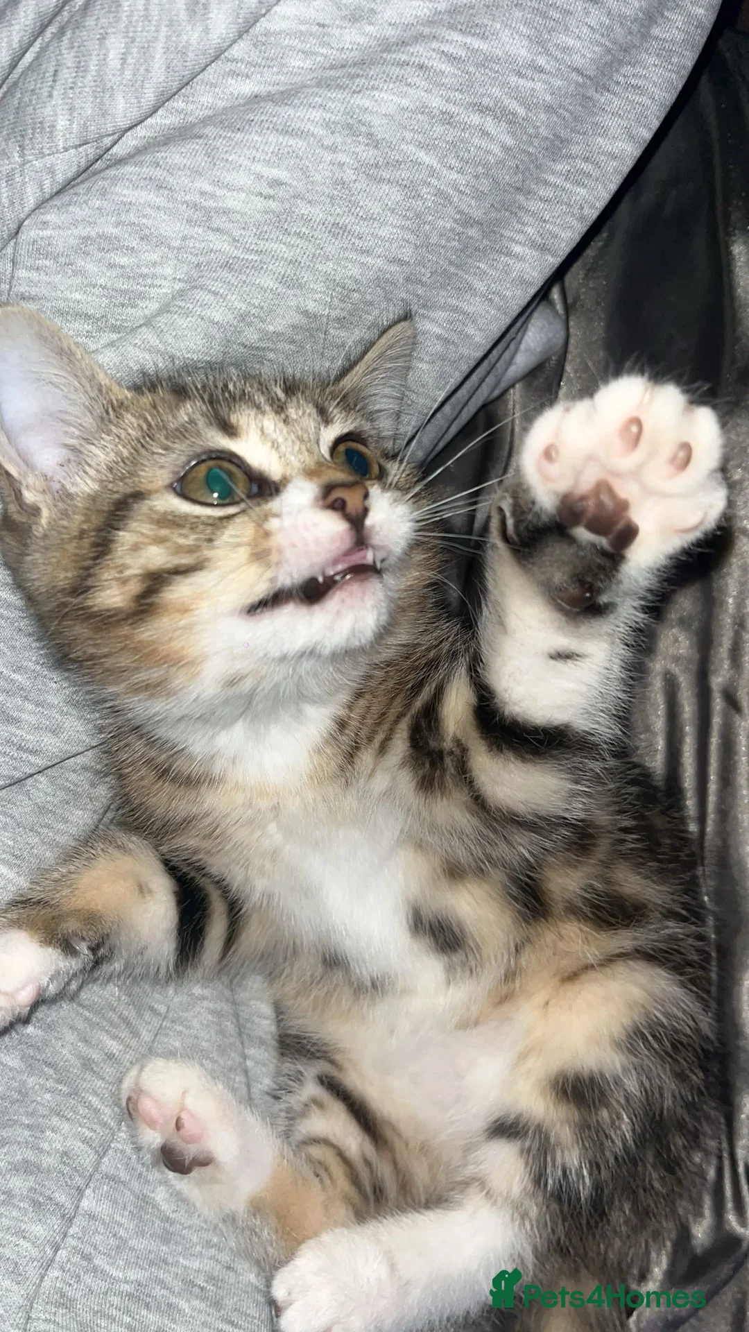 British Shorthair cats for sale: Female British short haired kitten - Advert 3