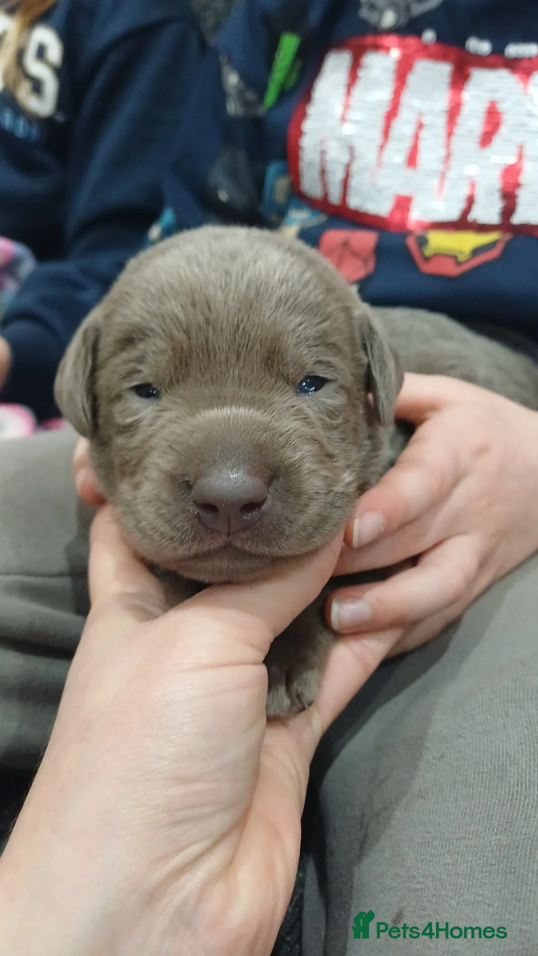 Labrador Retriever dogs for sale: **Champagne and Silver Labrador Puppies** - Advert 4