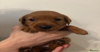 Labrador Retriever dogs - Advert 7