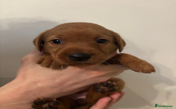 Labrador Retriever dogs - Advert 1