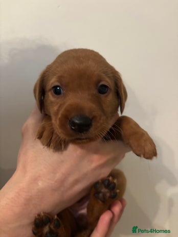 Labrador Retriever dogs - Advert 1