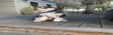 Siberian Husky 1