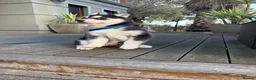 Siberian Husky dogs for sale: Rexx male husky - Advert 2