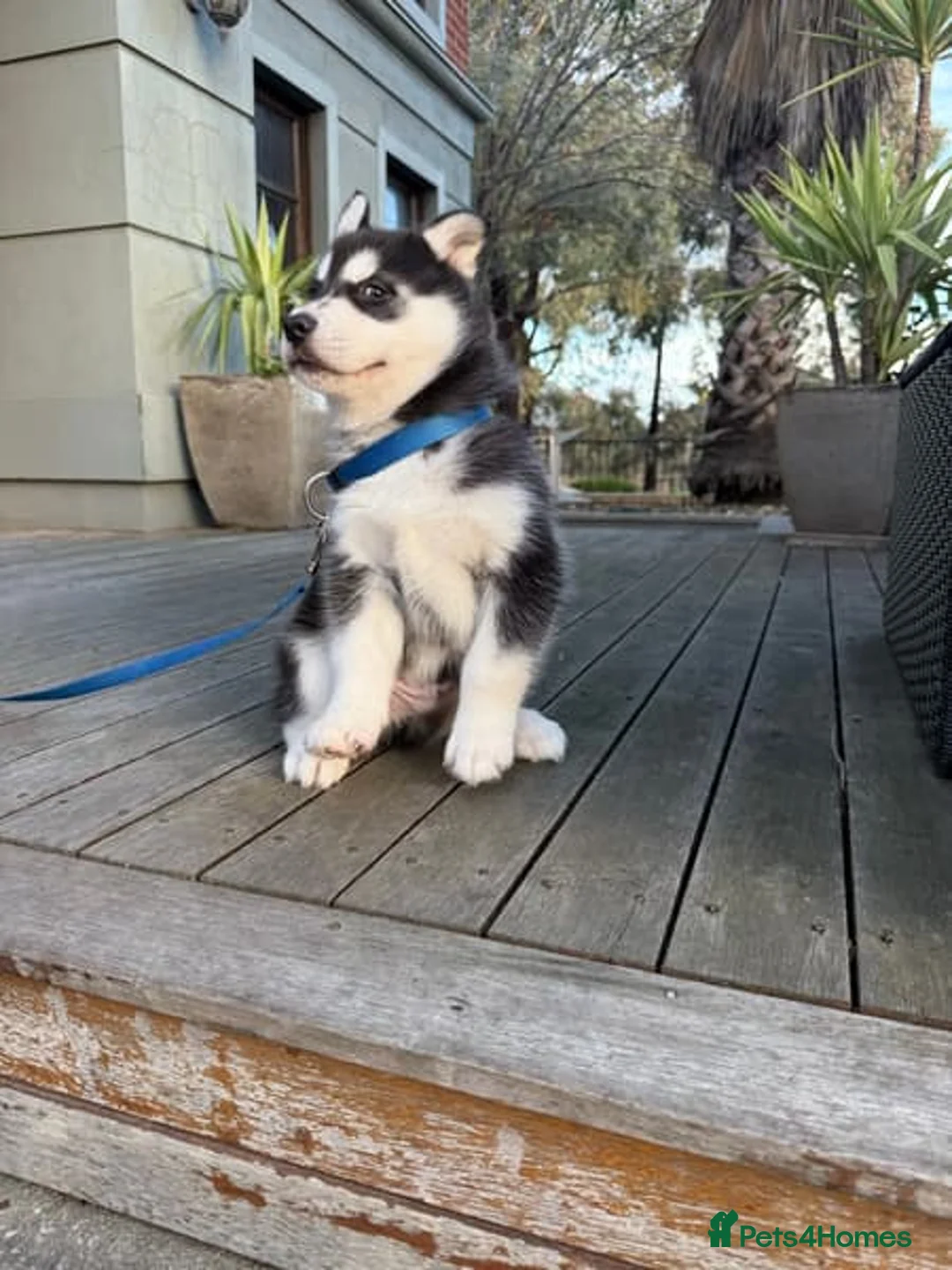Siberian Husky dogs for sale: Rexx male husky - Advert 2