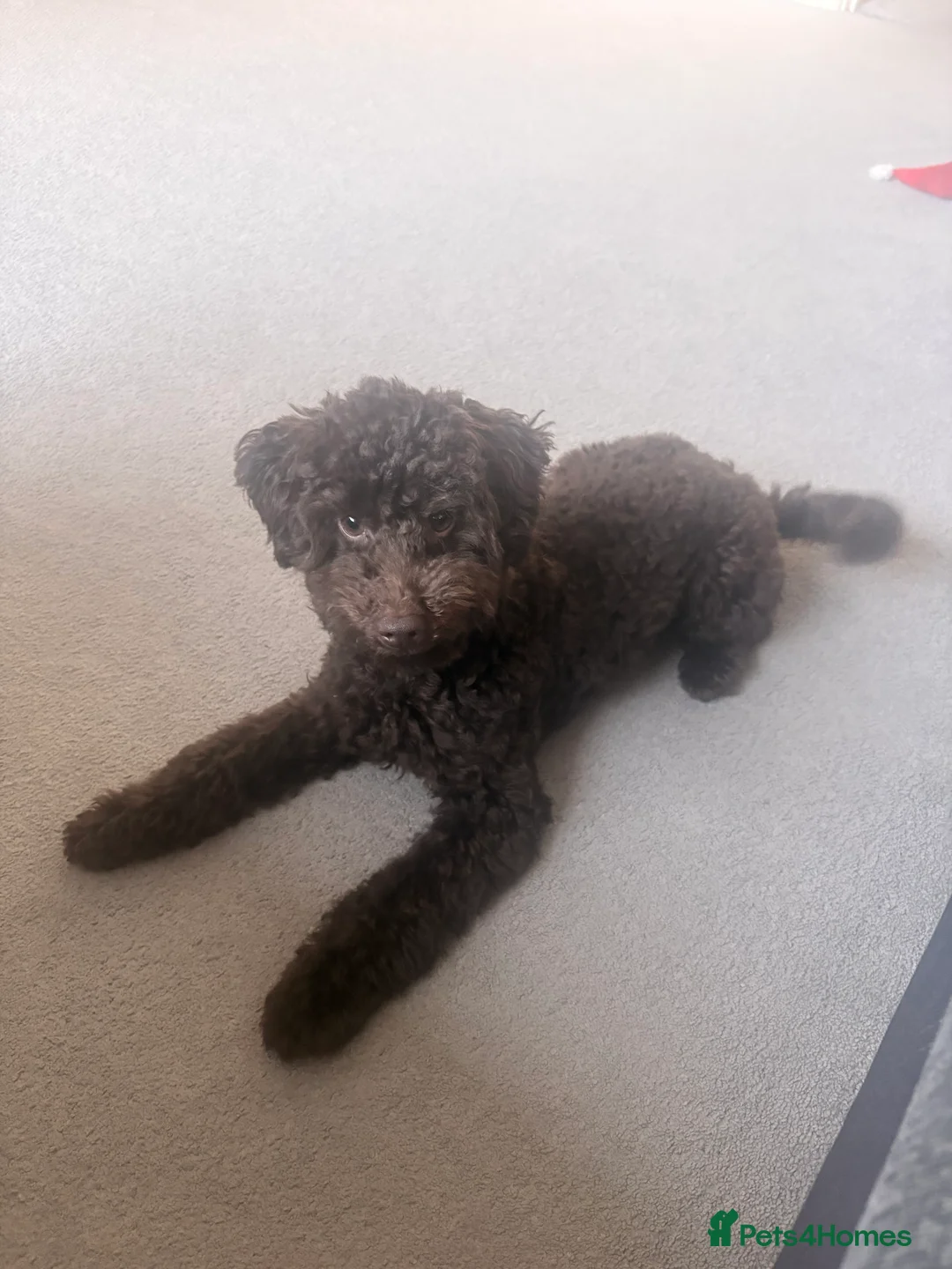 Toy Poodle dogs for sale: Male 7 months Toy poodle, Chocolate in Waltham Cross - Advert 1