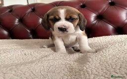 Beagle dogs for sale: Beagle Puppies - Image 7