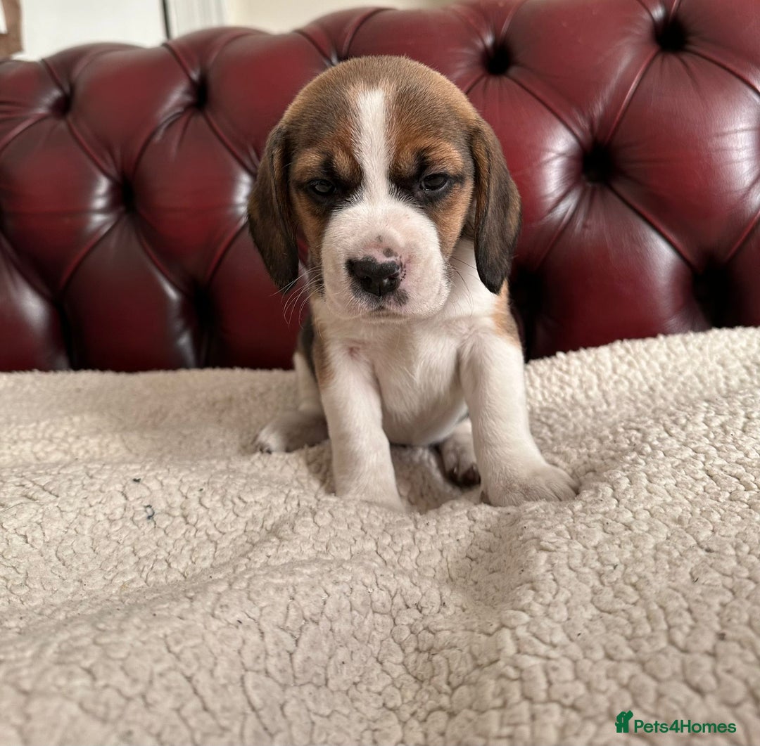 Beagle dogs for sale: Beagle Puppies - Image 7