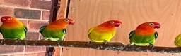 Lovebirds birds for sale: fischer lovebirds - Advert 1