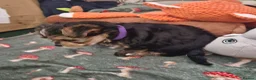 Mixed Breed dogs for sale: 4 gorgeous yorkshire terrier x mini yorkie pups - Advert 11