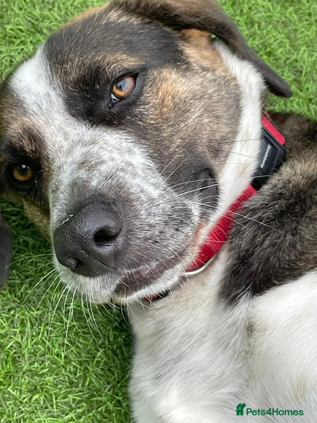 Mixed Breed dogs for adoption: WILSON - 2 Years old, Male, Hound Mix - Advert 4