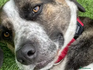 Mixed Breed dogs WILSON - 2 Years old, Male, Hound Mix - Advert 5