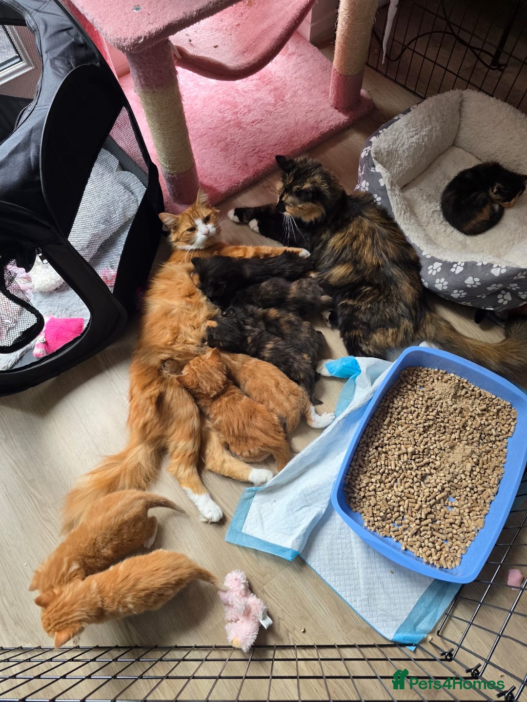 British Longhair cats for sale: 2 left  - Image 8