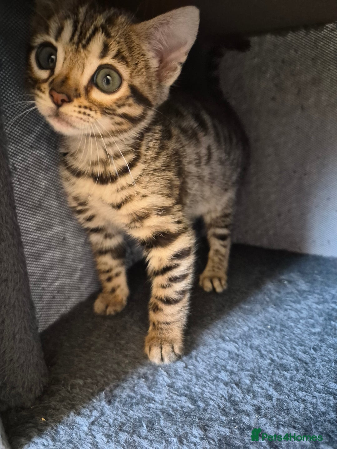 Bengal cats for sale: Stunning 5th generation bengal kitten - Image 9