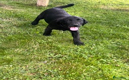 Labrador Retriever dogs for sale: KC Registered Black Labrador Pups 🐾 - Image 36