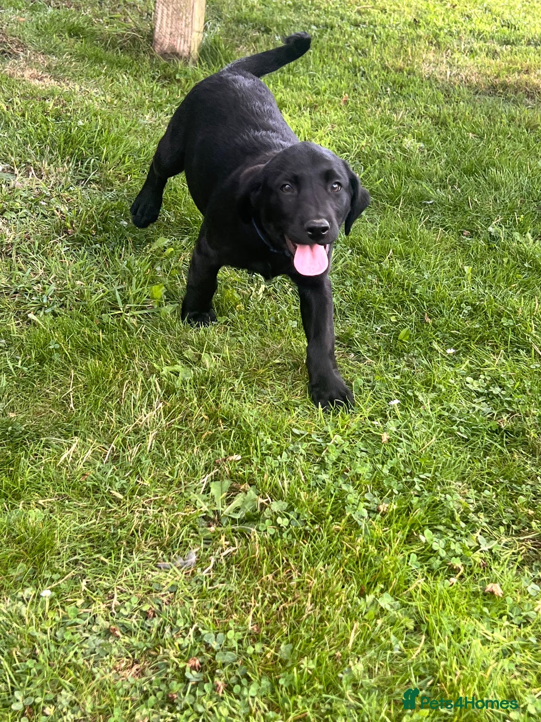 Labrador Retriever dogs for sale: KC Registered Black Labrador Pups 🐾 - Image 36