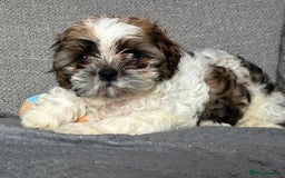 Shih Tzu dogs for stud: Shih Tzu FOR STUD ONLY - Image 5